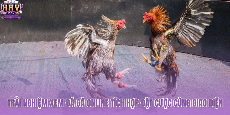 trai-nghiem-xem-da-ga-online-tich-hop-dat-cuoc-cung-giao-dien